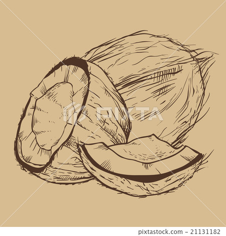 Coconut vector isolated on vintage background Coconut vector isolated on vintage background 21131182