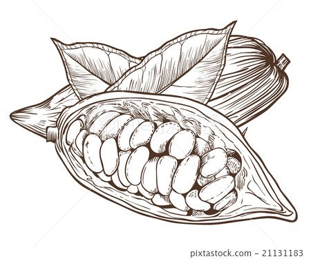 Cocoa vector isolated on white background Cocoa vector isolated on white background 21131183