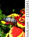 Butterflies and flowers 21131641