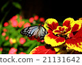 Butterflies and flowers 21131642