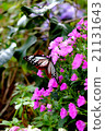 Butterflies and flowers 21131643