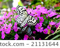 Butterflies and flowers 21131644