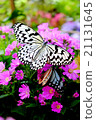 Butterflies and flowers 21131645