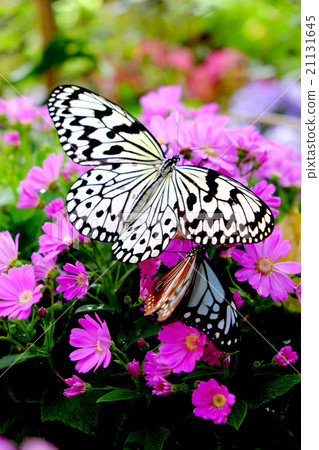Butterflies and flowers Butterflies and flowers 21131645