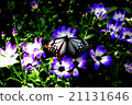 Butterflies and flowers 21131646
