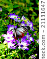 Butterflies and flowers 21131647
