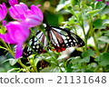 Butterflies and flowers 21131648