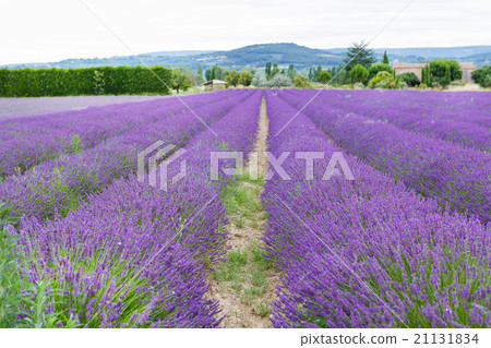 Lavender fields near Valensole in Provence, France 21131834