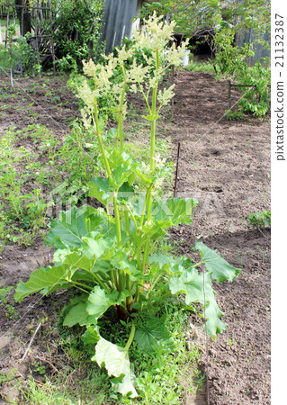Young flowers of rhubarb in the spring 21132387