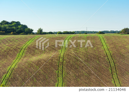 Agricultural field on a hill with young sprouts 21134046