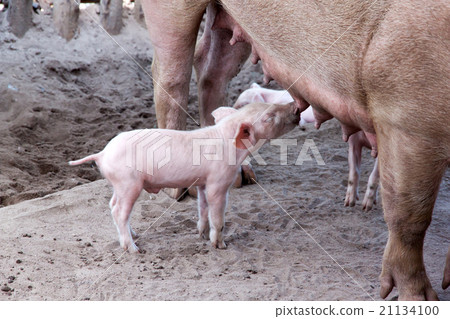 Piglet breast fed pig 21134100