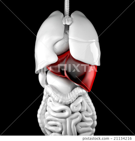 Human liver. 3d anatomical illustration Human liver. 3d anatomical illustration 21134216