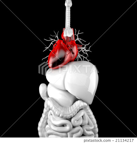 Human heart. 3d anatomical illustration Human heart. 3d anatomical illustration 21134217