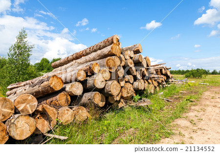 Piles of timber along the forest road in summer  21134552
