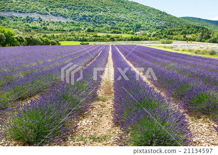 Lavender fields near Valensole in Provence, France 21134597