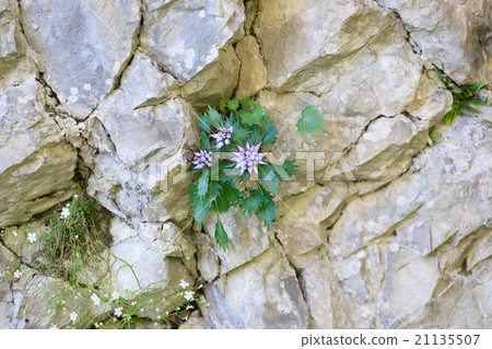 Physoplexis comosa 21135507