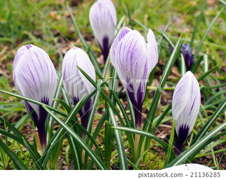 Crocus 21136285