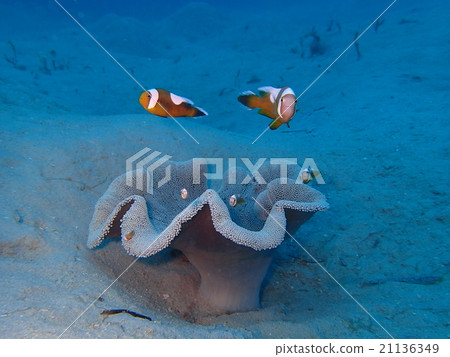 Touaka Anemonefish Touaka Anemonefish 21136349