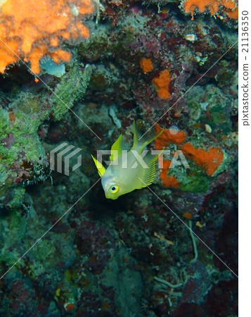 少年黃尾魚 少年黃尾魚 21136350