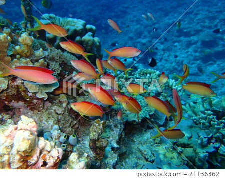 Flock of madder eggplant 21136362