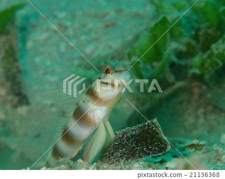 Hachimaki Daitehase Hachimaki Daitehase 21136368