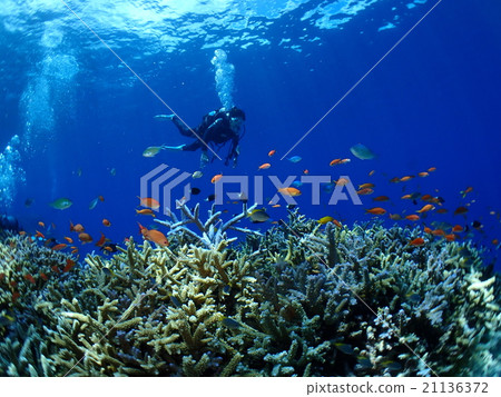 潛水員享受一群魚 潛水員享受一群魚 21136372