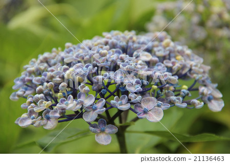 馬鯖魚 馬鯖魚 21136463