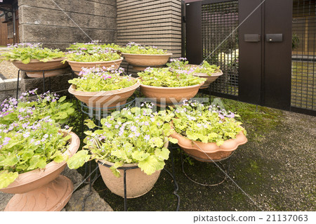 A town with flowers A town with flowers 21137063