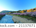 Kawazu cherry tree I'm trying to wake up in the mountains basking in the morning sun and shining 21137071