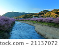 Kawazu cherry tree Ⅱ that I am trying to wake up in the mountains basking in the morning sun and shining 21137072