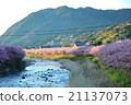 Green trees of the mountain that shine in the morning sun and pink Kawazu cherry tree 21137073