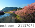 Pink Kawazu cherry blossoming in the morning sun 21137074