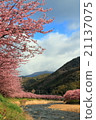 A wonderful long-baked cherry blossoming in the light which leaked for a moment from the cloud gap 21137075