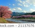 Bathed in the sun, the three color pink dyed Kawazu cherry blossoms Ⅰ 21137076