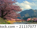 Bathed in the sun, the three-color pink dyed rizu cherry blossom competition Ⅱ 21137077