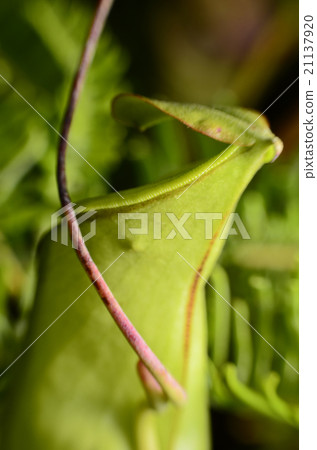 Close up on a Nepenthes a Carnivorous plant 21137920