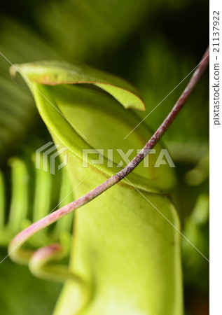 Close up on a Nepenthes a Carnivorous plant 21137922