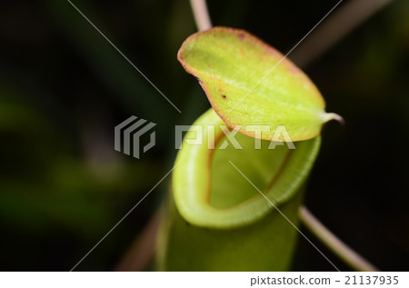 Tropical pitcher plant on black blackground 21137935