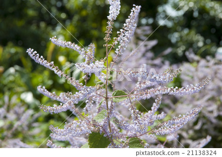 Snowstorm Snowstorm 21138324