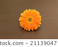 橙色非洲菊 21139047