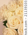白玫瑰花 21139103