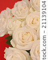 白玫瑰花 21139104