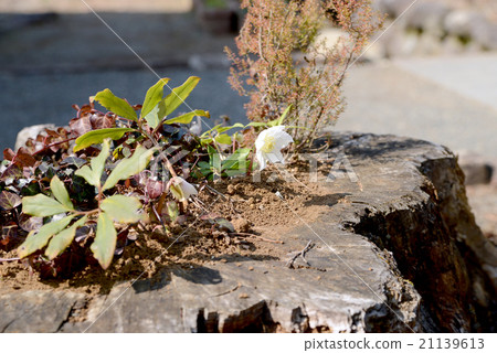 Stump pot Stump pot 21139613