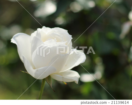 rose rose 21139614
