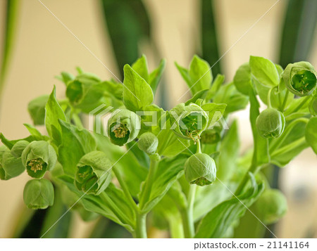 聖誕玫瑰戀物癖禮服 21141164