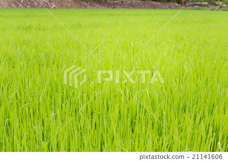 Rice seedling in the rice fields 21141606