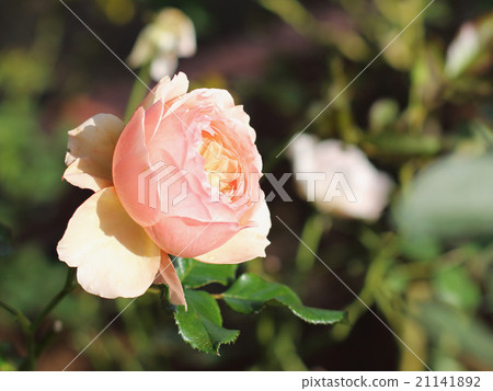 玫瑰 玫瑰 21141892