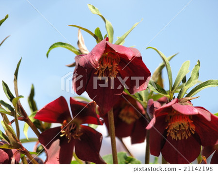 聖誕節玫瑰冬天女士 21142198