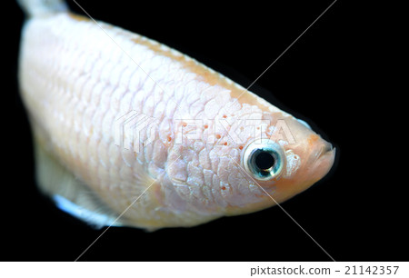moment of siamese fighting fish moment of siamese fighting fish 21142357