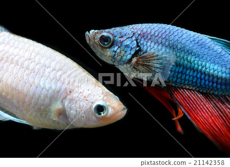 moment of siamese fighting fish moment of siamese fighting fish 21142358